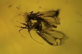 Fossil Fly (Diptera) Cluster In Baltic Amber #109478-9